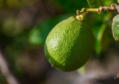 Kıbrıs 'ta bir dala asılı yeşil bir limonun yakın çekimi, yemyeşil yapraklarla çevrili, Akdeniz bahçesi, taze ve doğal açık hava manzarası, güneşli bir gün.