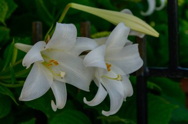 Kıbrıs 'ta güneşli bir bahçede çiçek açan zarif beyaz zambaklar.