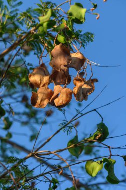 Jacaranda, soğuk havada yapraklarını döken yarı yapraklı bir ağaçtır. Canlı mor-mavi trompet şekilli çiçekleri ve eğrelti otuna benzeyen yapraklarıyla tanınan, botanik, manzara ve bahçe fotoğrafçılığı için ideal..