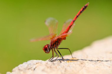 Kırmızı bir yusufçuğun yakın çekimi kayanın üzerine tünemiş yumuşak yeşil bir arka plana karşı. Makro doğa fotoğrafçılığı canlı renkleri ve ince detayları vurguluyor.