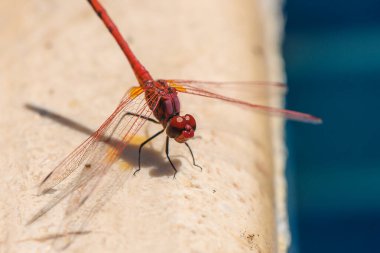 Kıbrıs 'ta havuz kenarında dinlenen kırmızı bir yusufçuk. Hassas kanatları ve parlak vücut rengini vurgulayan makro görünümü kapat.
