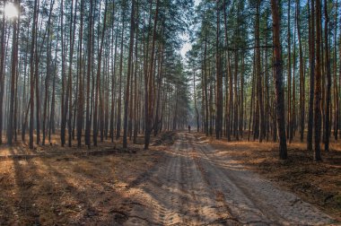 Savaştan önce Severodonetsk yakınlarındaki huzurlu bir ormanda köpeğini gezdiren bir kadın. Bu orman artık çatışma ve yıkım yüzünden yok..