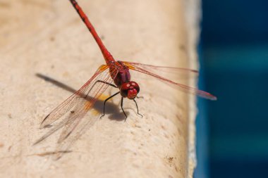 Kıbrıs 'ta bir havuzun kenarına tünemiş kırmızı bir yusufçuğun makro çekimi. Doğal yaz aydınlatmalı canlı böcek detayı.