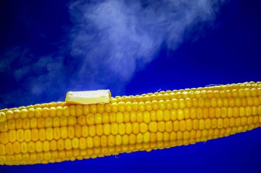 Koçanında eriyen bir parça tereyağı olan lezzetli sarı mısır, canlı mavi bir arka plana yerleştiriliyor..