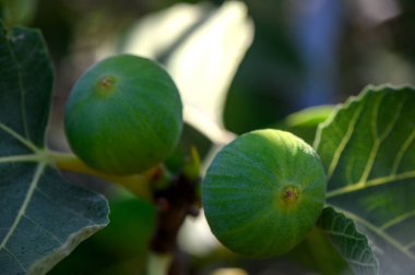 Kıbrıs 'ta güneşli bir ağaç dalında yetişen olgun incir meyveleri. Doğal organik Akdeniz yemekleri, taze mevsimlik hasat ve sağlıklı yaşam tarzı konsepti..