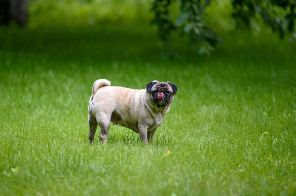 Cute old pug dog lying on green grass with tongue out. Happy and playful pet enjoying outdoor summer day in the garden or park