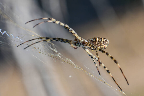 Крупный план крупным планом крупного паука в паутине, ловящего добычу. Подробное хищническое поведение паукообразных в естественной среде обитания.