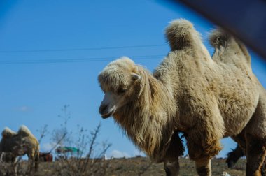 Tek hörgüçlü devenin (dromedary) doğal ışık altında çekilmiş detaylı vesikalığı.