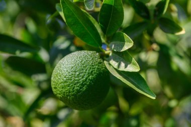 Kıbrıs 'ta bir ağaç dalında olgunlaşan taze yeşil mandalina, yakın görüş, Akdeniz turunçusu yetiştiriciliğinin ve sağlıklı yaşam tarzının sembolü.