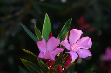 Kıbrıs güneşinin altında açan narin pembe zakkum çiçekleri.