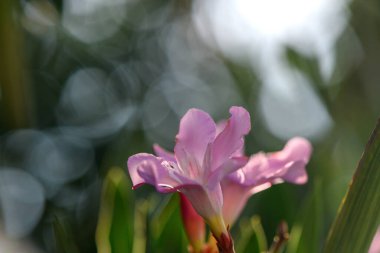 Kıbrıs Rum Kesimi 'ndeki zehirli zakkum bitkisinin pembe çiçekleri