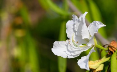 Kıbrıs 'ta Akdeniz güneşinin altında narin beyaz Bauhinia çiçekleri çiçek açıyor. Huzurlu bir bahçede tropik süs ağacı çiçek açar..