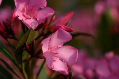 Ayrıntılı deseni ve yumuşak yeşil arkaplanı olan kırmızı zakkum çiçeklerine yakın çekim. Dekoratif Akdeniz çiçeği.