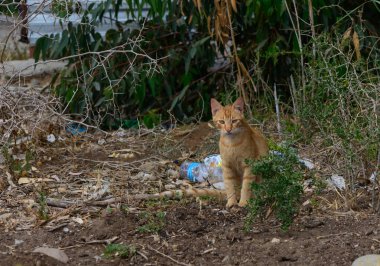 Kıbrıs 'ta güneşli bir günde yeşil çalıların yanında oturan sevimli kızıl kedi. Doğada sakin bir an, Akdeniz 'de rahat bir evcil hayvan..