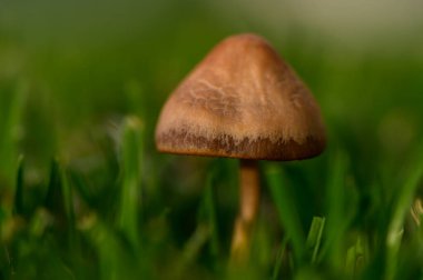 Yeşil Çimlerde Büyüyen Yaban Mantarları, Yakın plan