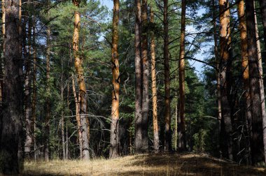Doğu Ukrayna 'da Severodonetsk yakınlarındaki huzurlu orman manzarası. Uzun ağaçlar, doğal yeşillik ve dokunulmamış doğa atmosferi..