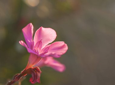 Kıbrıs 'ta zehirli bir çalılıkta pembe zakkum çiçeklerine yakın plan. Akdeniz doğası, botanik ve açık hava çiçekleri için ideal..