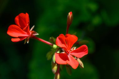Kıbrıs 'ta popüler bir süs bitkisi olarak yetişen kırmızı sardunya çiçekleri. Bahçe dekorasyonu, peyzaj ve Akdeniz yaşam tarzı için ideal..