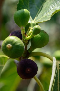 Kıbrıs 'ta Ağaçta Asılı İncirlerin Yakın Çekimi