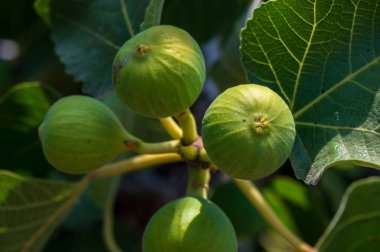 Kıbrıs 'ta bir dalda büyüyen olgun bir incirin yakın çekimi