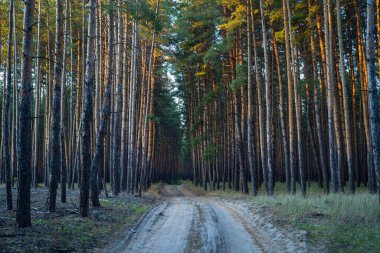 Severodonetsk yakınlarındaki Purdovka 'da ağaçlar ve doğal manzarayla çevrili bir orman yolu. Seyahat, doğa ve mevsimsel fotoğrafçılık için mükemmel..
