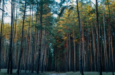 Severodonetsk yakınlarındaki Purdovka 'da sık ormanlardan geçen manzaralı bir yol. Doğa, seyahat ve doğa fotoğrafçılığı için ideal..