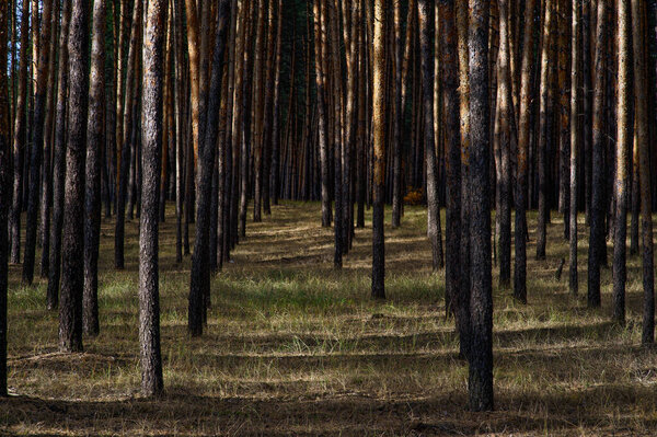 Летний лес под Северодонецком в Восточной Украине с пышными зелеными деревьями, дикими растениями и свежей экологической атмосферой.