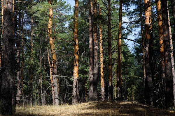 Мирный лесной ландшафт под Северодонецком в Восточной Украине с высокими деревьями, природной зеленью и спокойной атмосферой нетронутой природы.