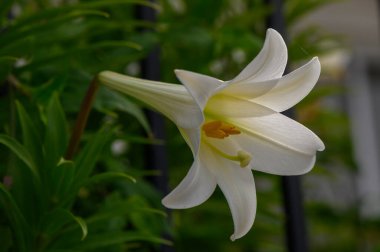 Kıbrıs 'ta güneşli bir bahçede yeşil bir çalıda büyüyen beyaz zambak kümesi.