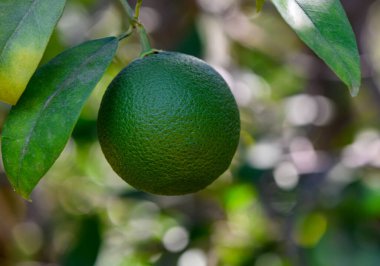 Kıbrıs 'ta güneş ışığı altında ağaçların dallarına asılmış olgunlaşmamış yeşil portakallara yakın çekim. Doğa, tarım ve tropikal meyve fotoğrafçılığı için ideal..