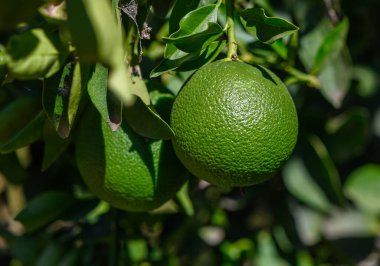 Kıbrıs Rum Kesimi 'nin bir meyve bahçesinde, parlak güneş ışığı altında parlayan ağaçların dallarındaki canlı yeşil portakallar. Tropikal meyve, tarım ve doğa fotoğrafçılığı için mükemmel..