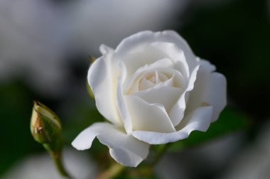 Beyaz gül çalısı günbatımında hafifçe aydınlanır. Yumuşak altın tonlar ve çiçek açan bahçe çiçeklerinin doğal güzelliği.