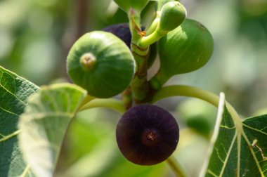 Kıbrıs Bahçesindeki Ağaç Dalı 'nda Taze İncir Büyüyor