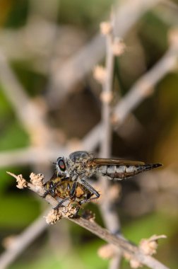 Bir hırsız sineği, Kıbrıs 'taki avcı-av dinamiklerini göstermek için makroda yakalanan ölü bir arı tutan bir dala oturur..