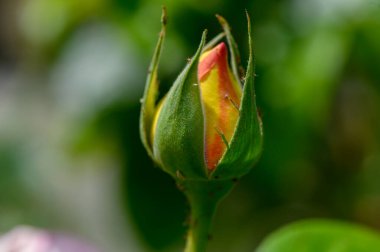 Tomurcuk aşamasındaki bir gülün makro görüntüsü, sıkıca sarılmış taç yaprakları ve doğal renkleri gösterir.