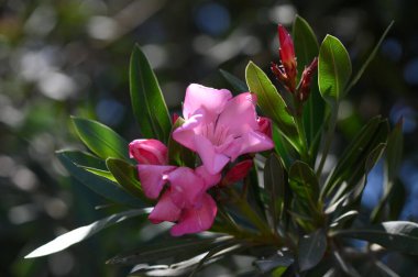 Akdeniz Işığında Çiçekli Pembe Oleander