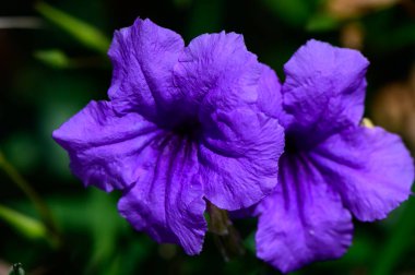Doğal güneş ışığıyla aydınlatılan mavi çan çiçeklerinin yakın plan fotoğrafı canlı renklerini ve hassas taç yapraklarını vurguluyor..