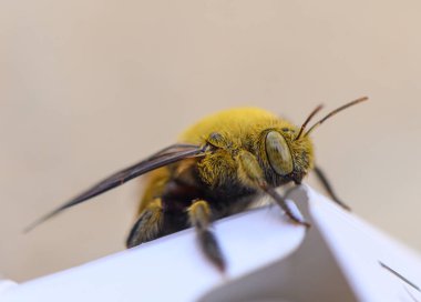 Kıbrıs 'ta Çiçekte Marangoz Arısının Yakın Çekimi
