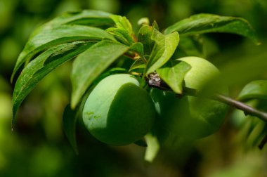 Kıbrıs Bahçesindeki bir ağaç dalında yetişen yeşil erikler