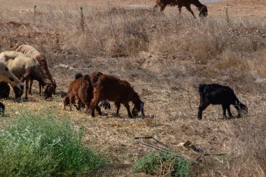 Kıbrıs Köyü 'ndeki bir yamaçta Kara Keçi ve Koyun Sürüsü