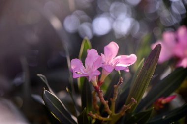 Akdeniz güneşi altında açan güzel ama zehirli bir bitki olan pembe zakkum çiçeğinin makro fotoğrafı. Güneş ışığında açan pembe zakkum çiçeği. Yüksek kalite fotoğraf