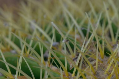 Yeşil Yüzeyde Kaktüs Dikenleri Macro Vuruşu