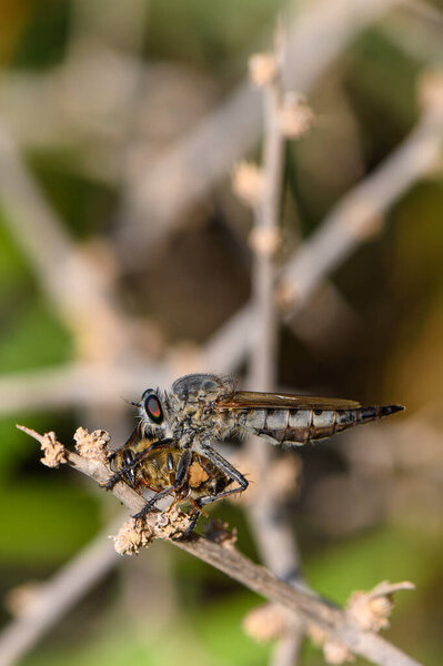 Муха-грабитель сидит на ветке с дохлой пчелой, пойманной в макро, чтобы показать динамику хищника-добытчика на Кипре..