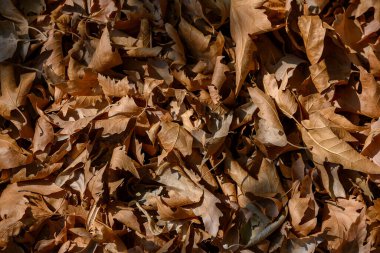 Güneş ışığında parlayan kuru kahverengi yapraklar. Yüksek kaliteli kuru kahverengi sonbahar yaprakları güneş ışığıyla yıkanmış mevsimlik fotoğrafçılık, arka plan ve düz ürün için mükemmel..