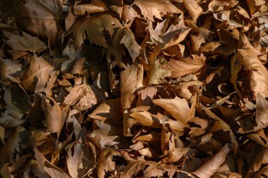 Sıcak güneş ışığıyla aydınlatılan kuru sonbahar yaprakları, doğa fotoğrafçılığı, mevsimsel kompozisyonlar ve güneş ışığıyla aydınlatılan kuru sonbahar yapraklarının düz katmanları için idealdir. Yüksek kalite fotoğraf