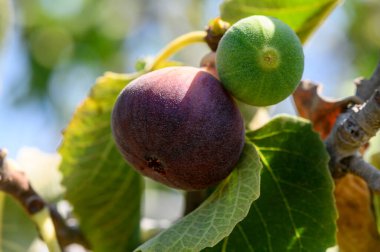 Yeşillik yaprakları olan bir dala asılmış taze taze incir, doğa için mükemmel, sağlıklı yemek, organik yaşam tarzı, ve yeşil yapraklı dalda Akdeniz temalı stok fotoğrafçı.incir meyvesi. Yüksek kalite fotoğraf