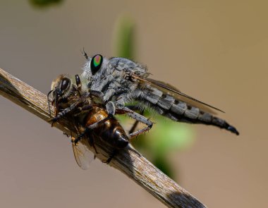 Hırsız, Kıbrıs 'ta Ağaç Dalında Arı Avıyla Uçuyor