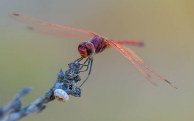 Kıbrıs 'ta sıcak bir gün batımında bir dalda dinlenen bir yusufçuğun Macro fotoğrafı,