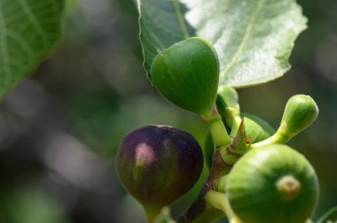 Kıbrıs 'ta güneşli bir bahçede ağaçtaki olgunlaşmamış incirler.