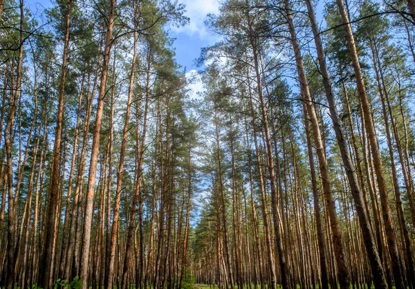 Doğa, manzara ve açık hava fotoğrafçılığı için ideal, tüylü beyaz bulutları olan açık mavi gökyüzüne karşı uzun çam ağaçlarının manzarası..